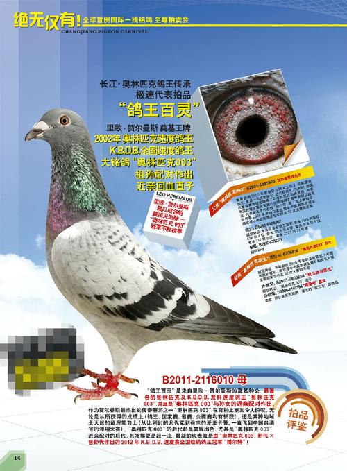 鸽子,比赛,养殖,爱好者,10,可以,网站,无论,感兴趣,专注