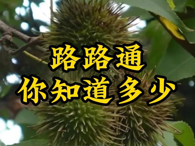 导航,路路通,出行,用户,地图,提供,便捷,离线,可以,10